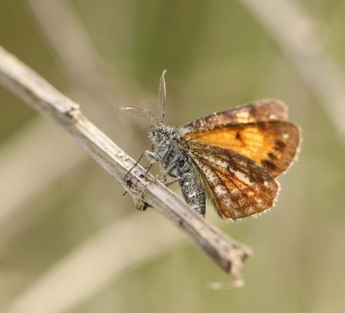 Isturgia famula